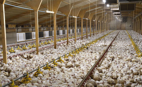 فروش مستقیم مرغ تخمگذار صنعتی در استان اصفهان و فارس